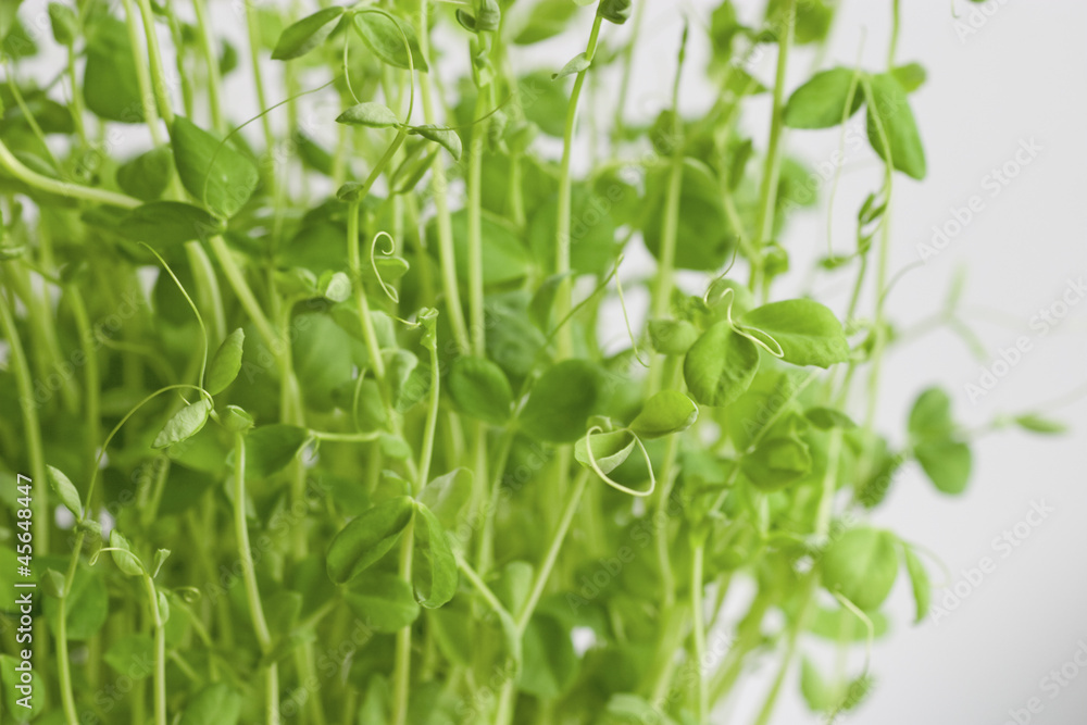 Obraz premium 豆苗