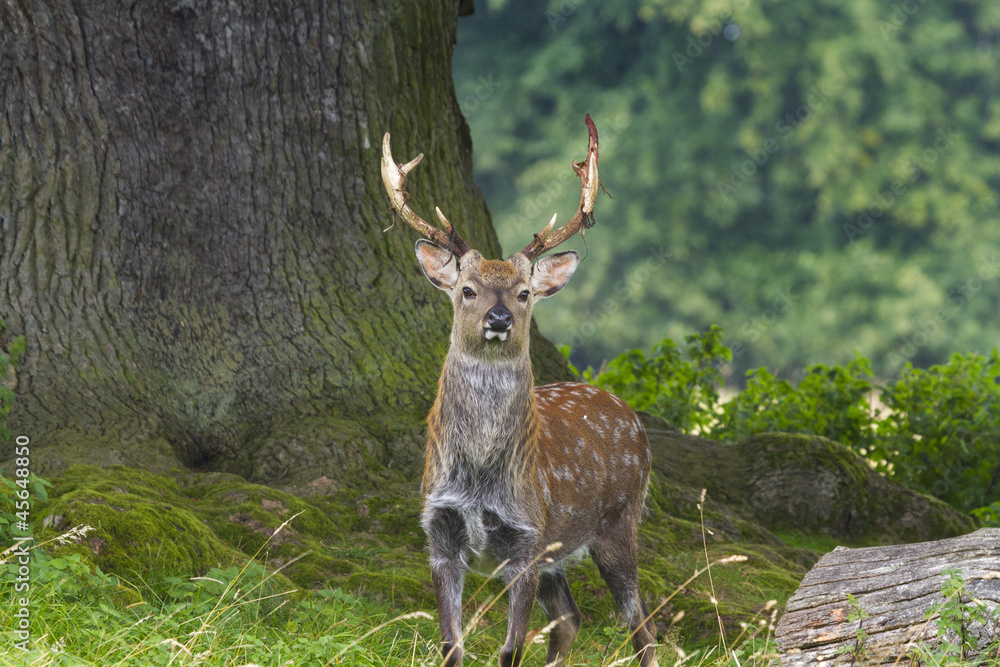 Obraz premium Sika Deer (Cervus nippon)