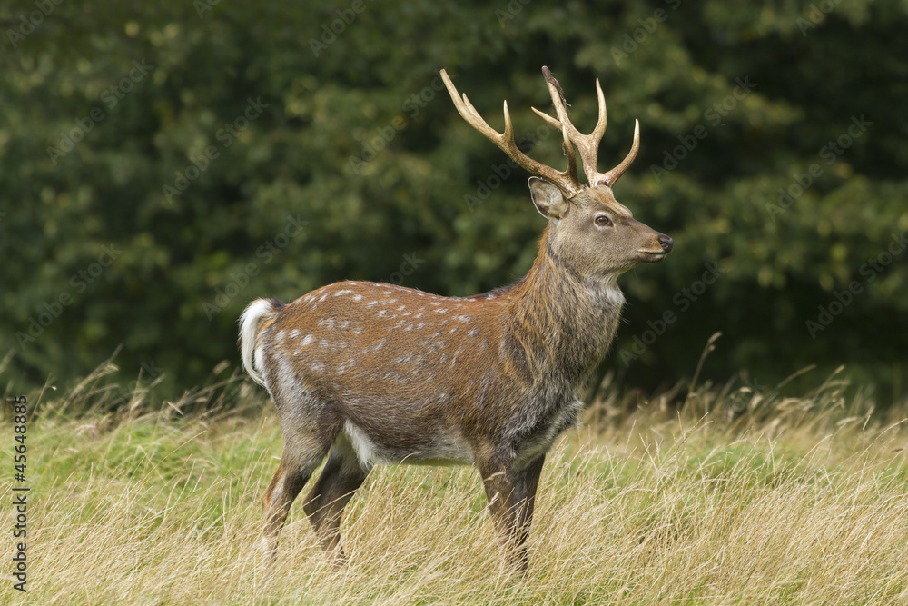 Obraz premium Sika Deer (Cervus nippon)