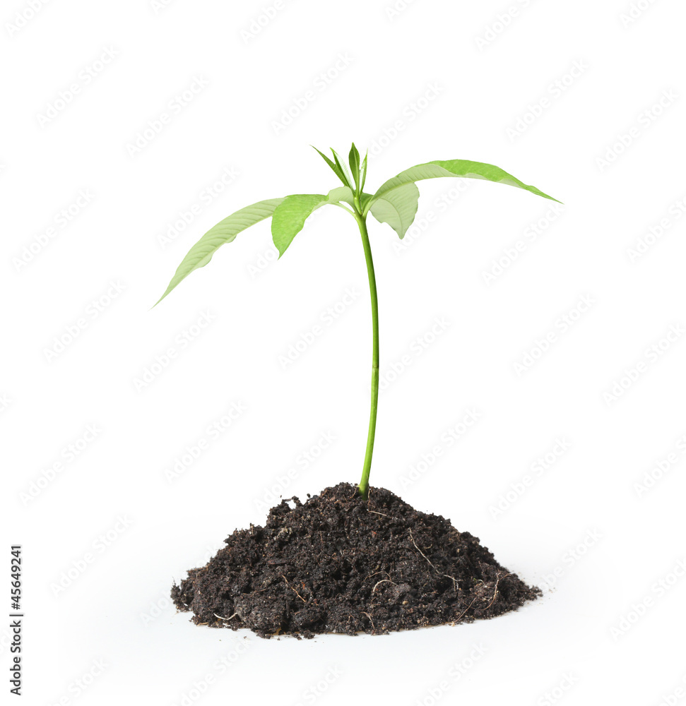 custom made wallpaper toronto digitalgreen plant on a white background