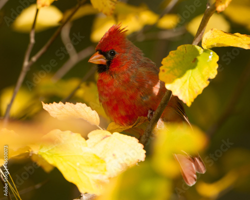 Northern Cardinal (Cardinalis cardinalis) in Autumn