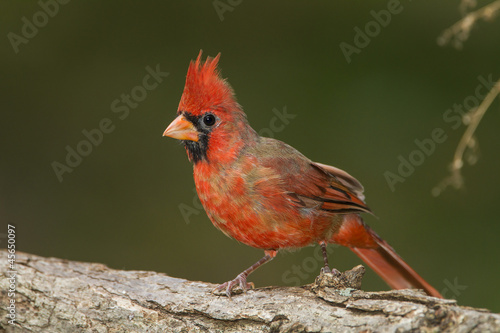 Juvenile Male Northern Cardinal Undergoing Fall Moult Perched on a Log - Ontario, Canada  © Brian Lasenby