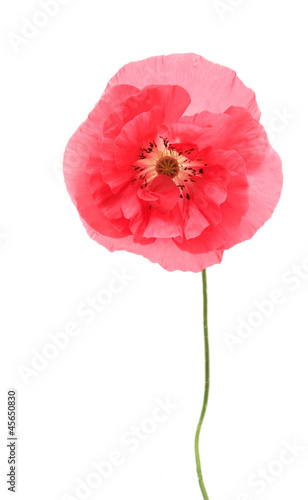 Pink poppy