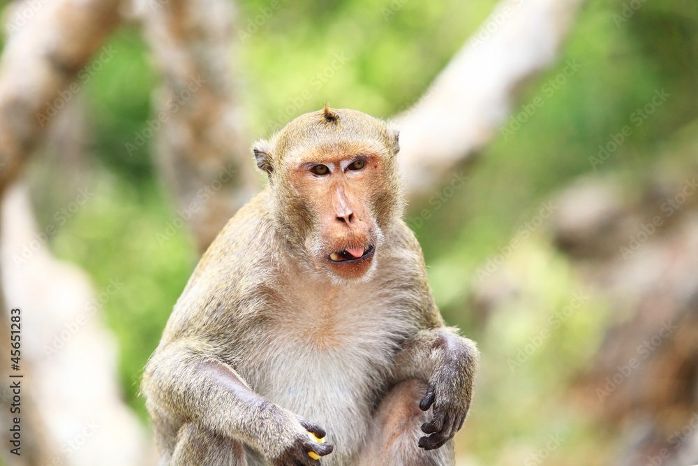 monkey monkey