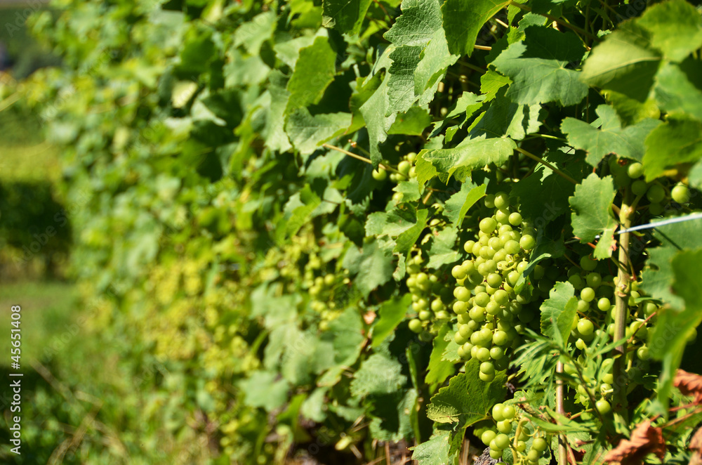 Vineyards in Lavaux region, Switzerland Vineyards in Lavaux region, Switzerland