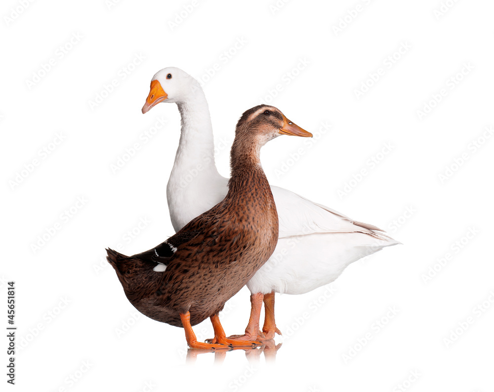 Duck and goose Duck and goose