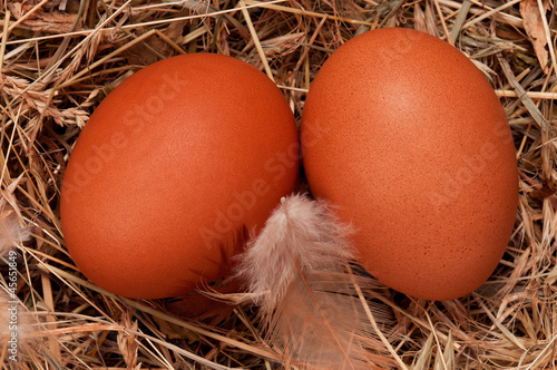 Eggs in nest