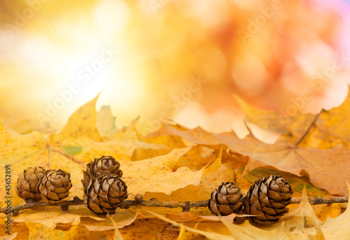 pine cones background with boked © ArtushFoto