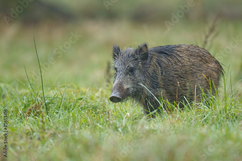 Young wild boar in grass