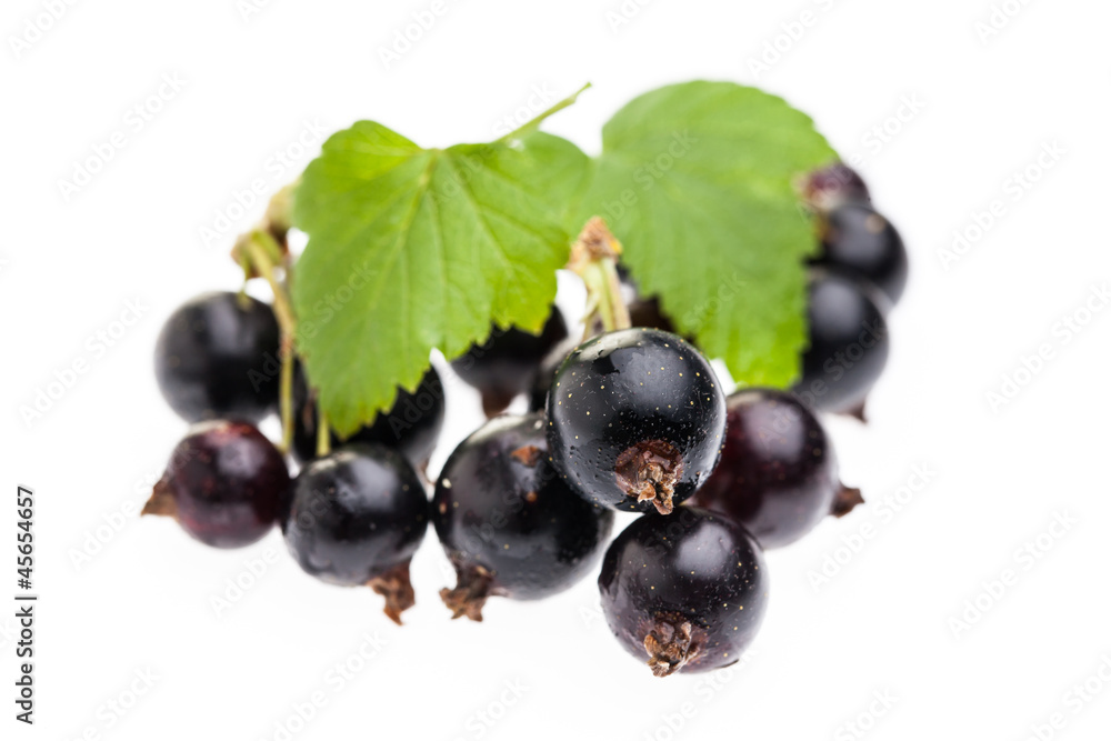 Schwarze Johannisbeeren vor weißem Hintergrund Schwarze Johannisbeeren vor weißem Hintergrund