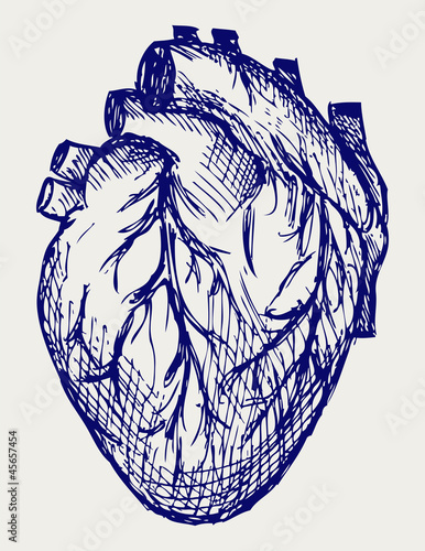 Human Heart. Doodle style