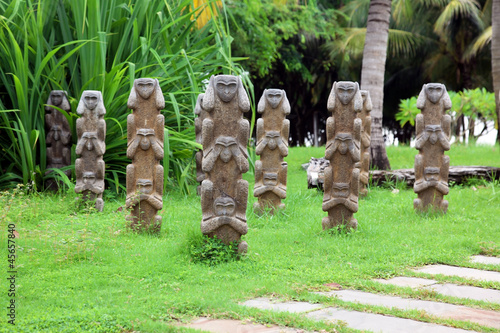Photography Asian monkey