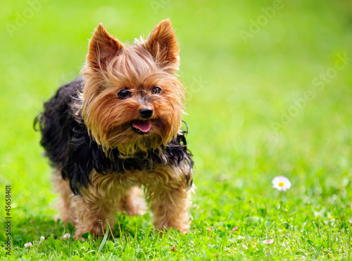 Cute Yorkshire Terrier Dog Playing in the Yard