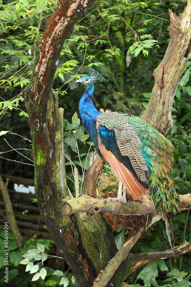 Fototapeta premium The portrait of peacock on the tree