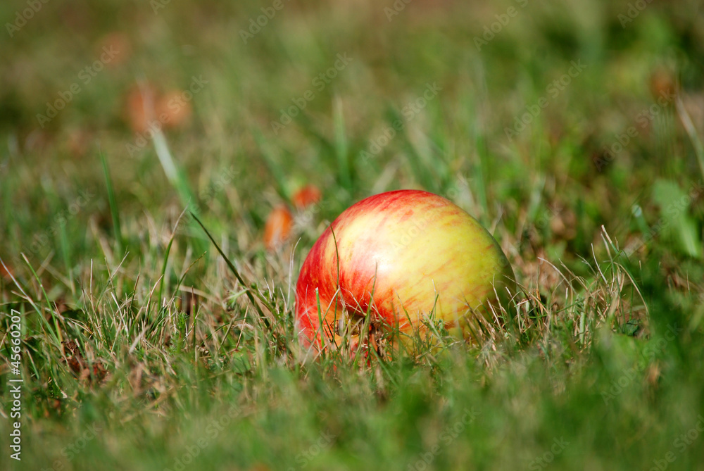 Apfel Apfel