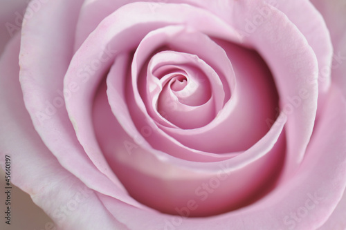 pink rose