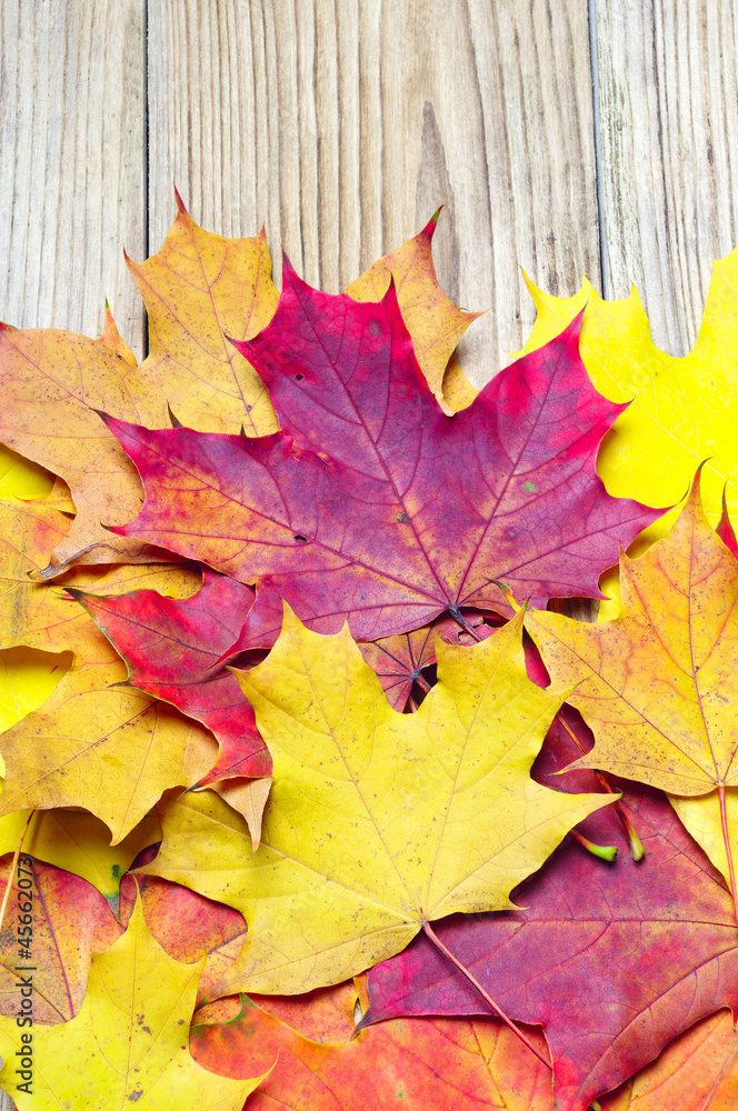 Autumn maple leaves Autumn maple leaves