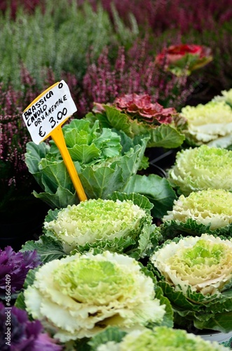 Cabbage Plant for sale photo