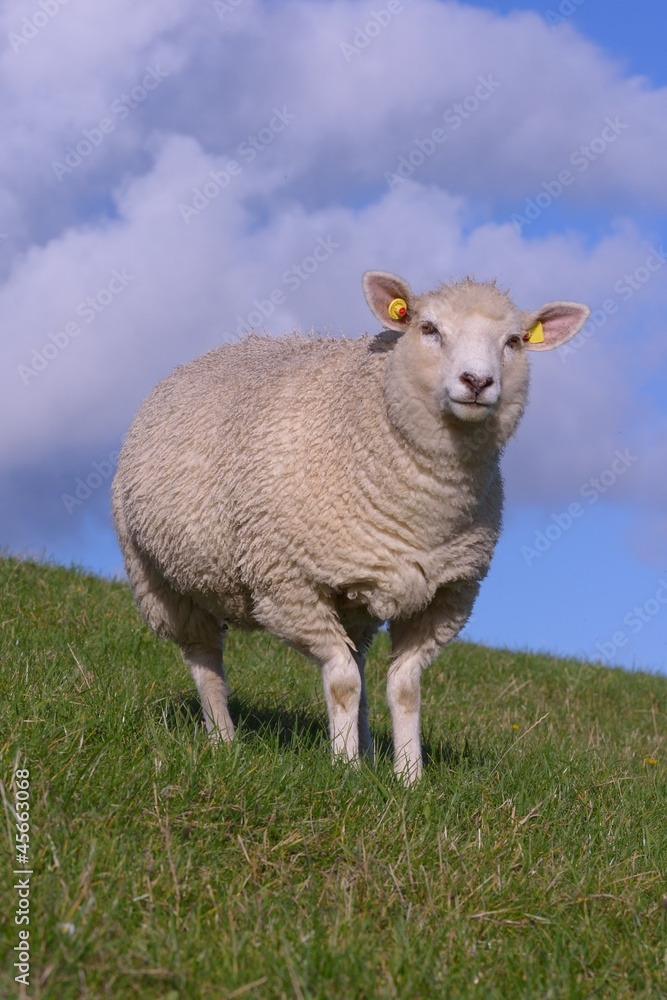 Obraz premium Schaf auf dem Deich