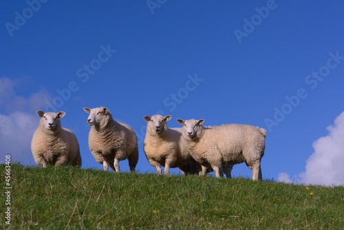 Schaf auf dem Deich