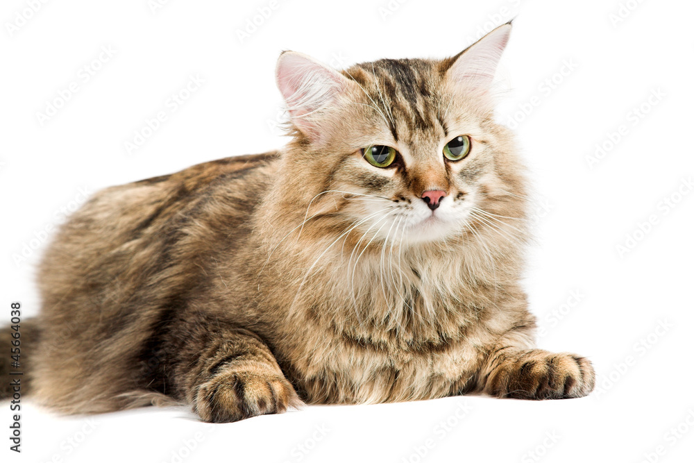 siberian cat siberian cat