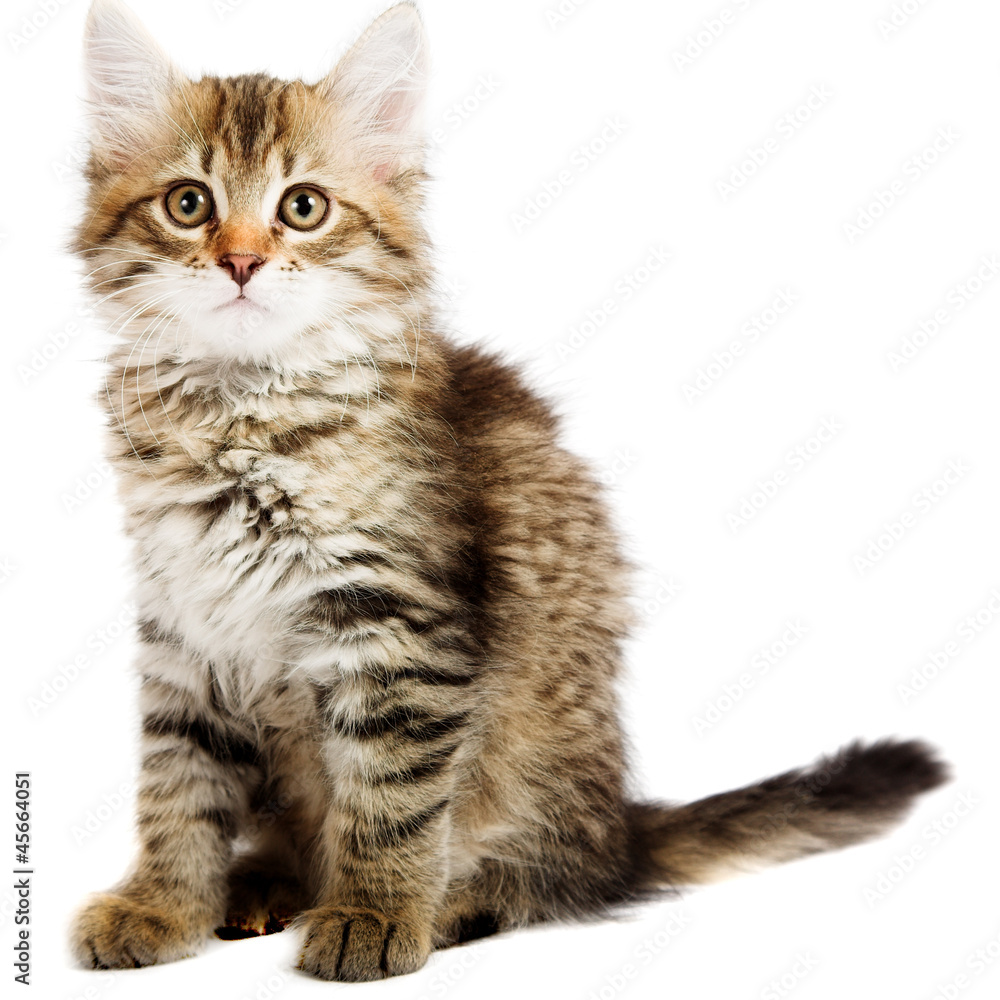 Obraz premium Siberian kitten