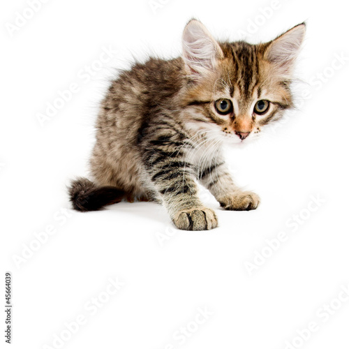 Wallpaper Mural Siberian kitten Torontodigital.ca