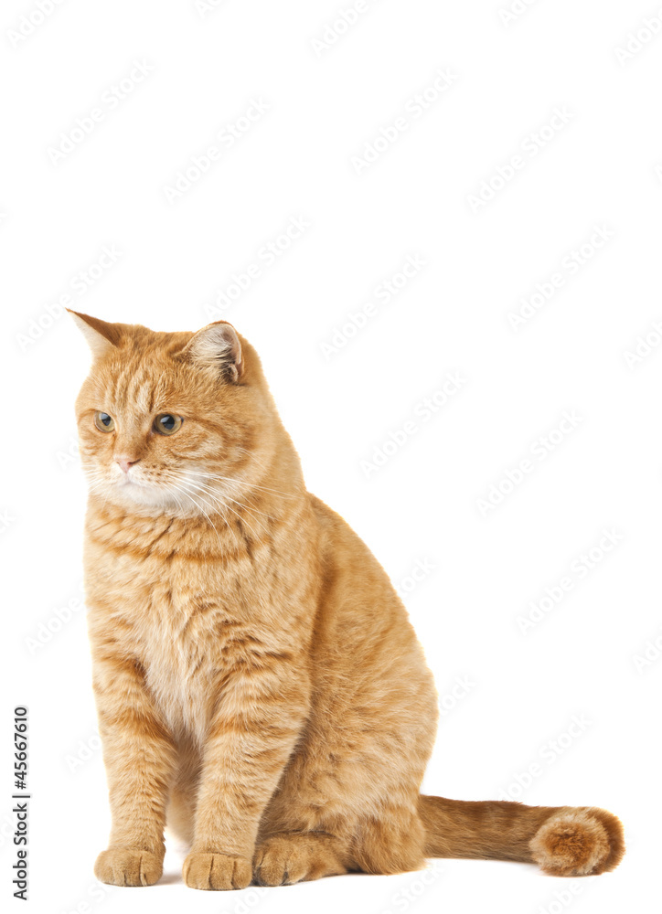 Obraz premium ginger cat isolated