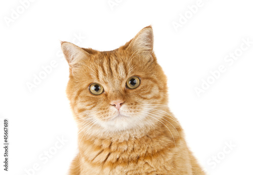 ginger cat isolated