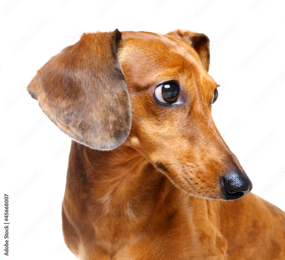 Dachshund Dog Dachshund Dog