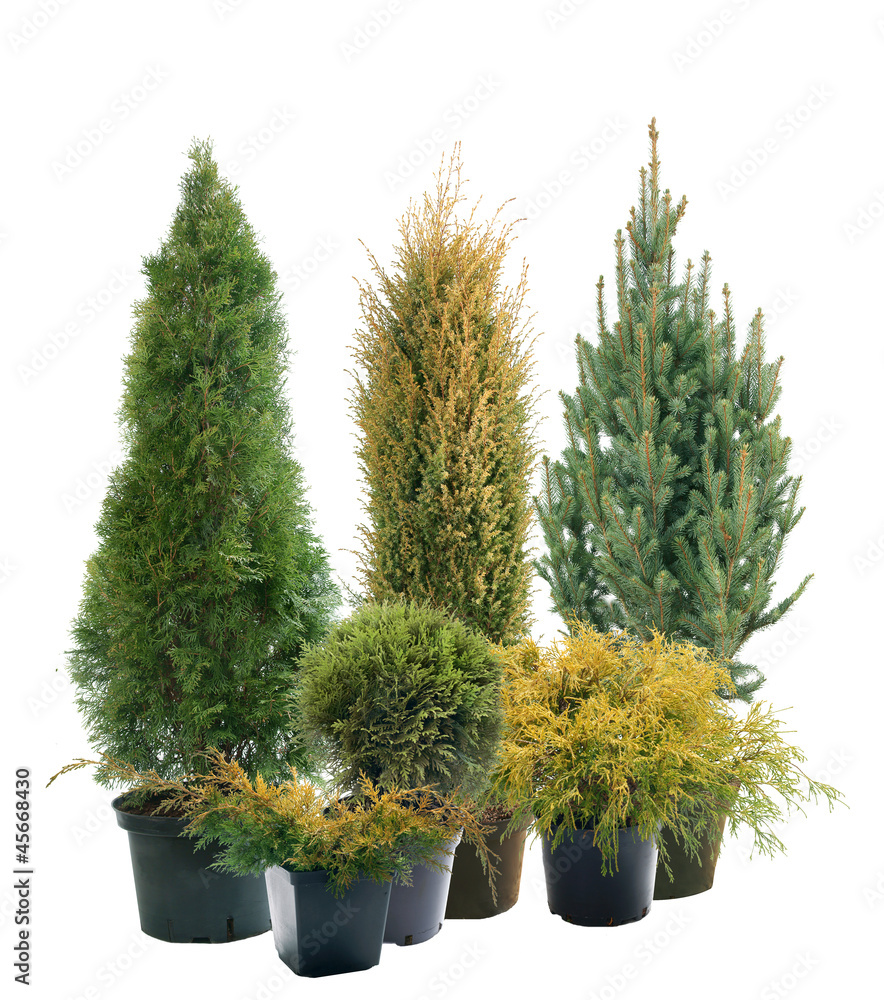 Conifers in containers - obrazy, fototapety, plakaty 
