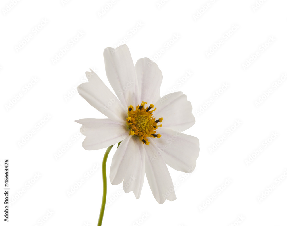 Fototapeta premium white cosmea flower
