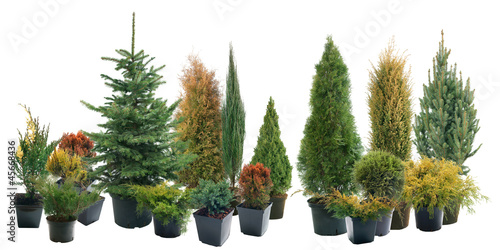 Conifers in containers