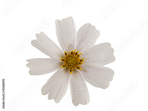 white cosmea flower