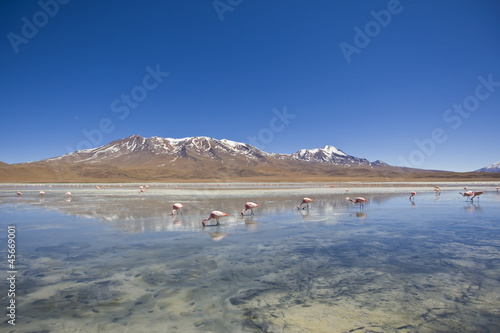 Quadro su tela Berglandschaft in Südamerika mit Flamingos