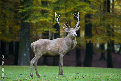 Hirsch auf Wiese vor Wald