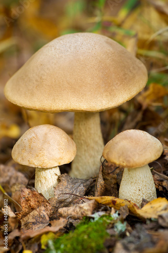 Autumn forest eatable mushrooms