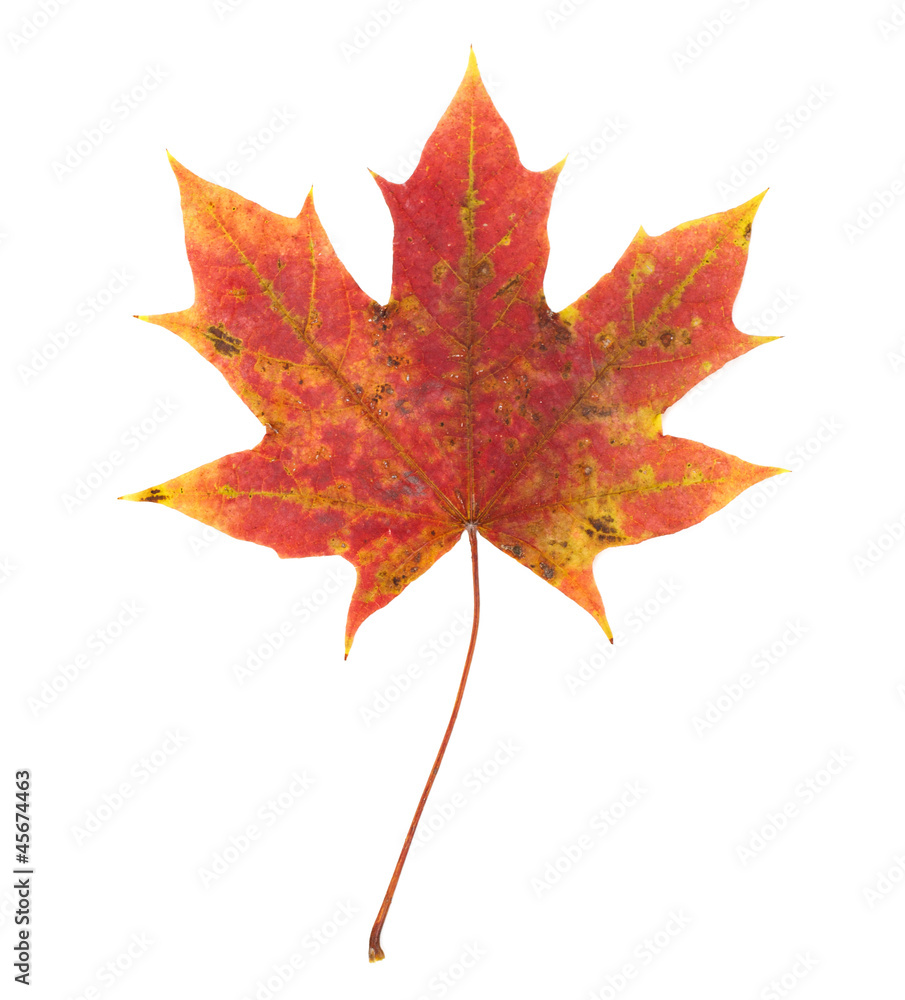 Obraz premium autumn maple leaf