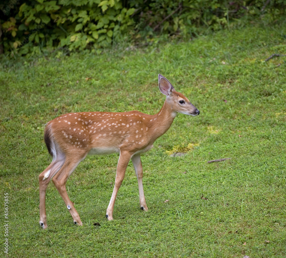 Lonely fawn Lonely fawn