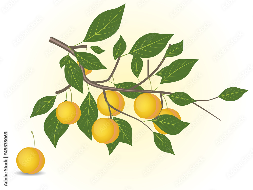 Yellow plum branch
