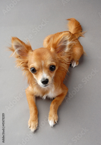 tan with white young Chihuahua dog lying down on gray