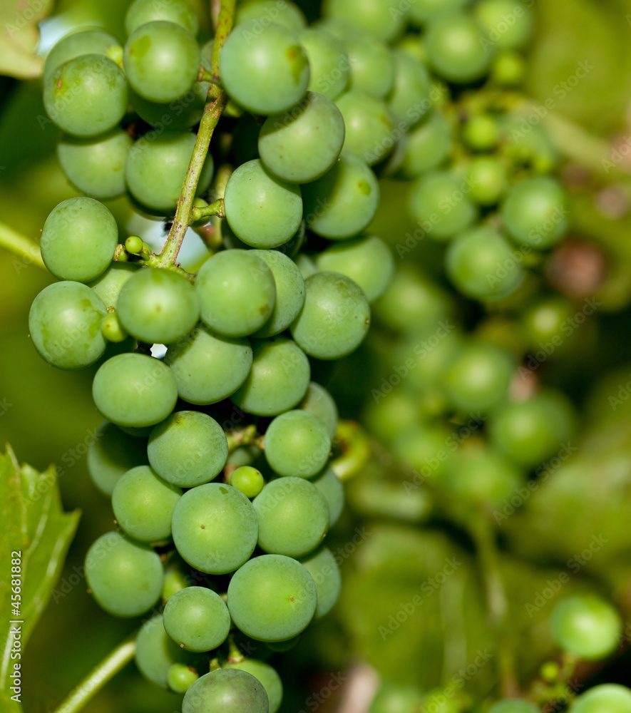 Green grapes on vine Green grapes on vine