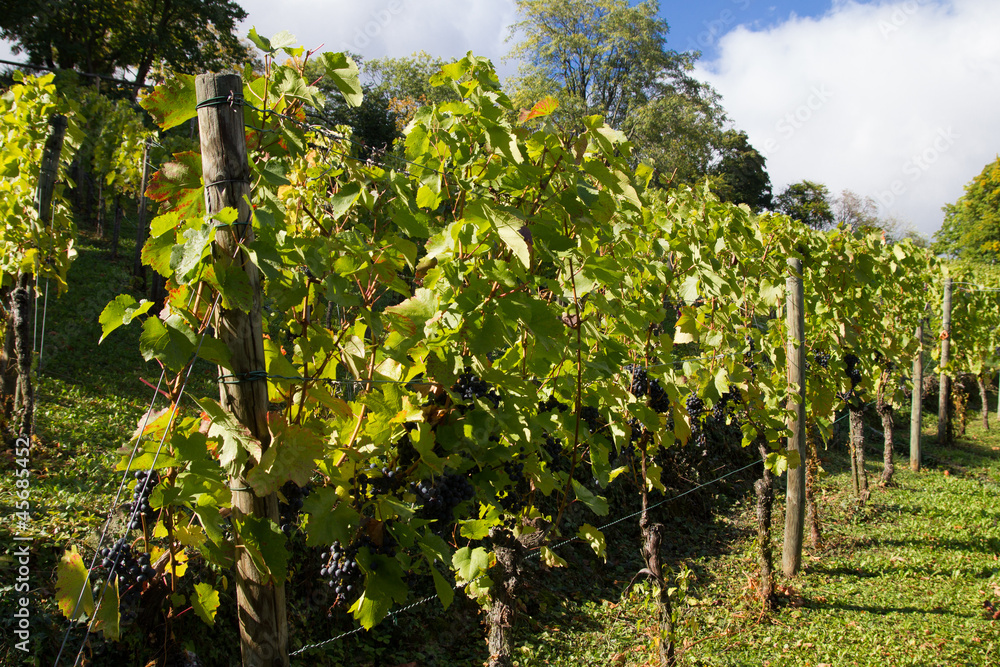 Vineyard in autumn 