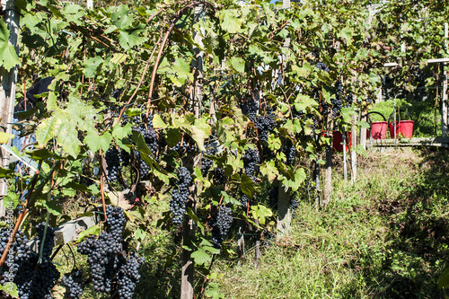 Raccolta dell'uva nelle vigne delle alpi valtellinesi