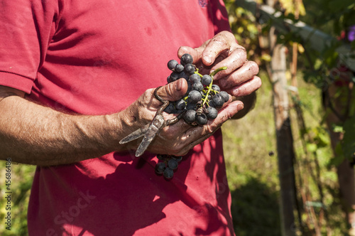 Raccolta dell'uva nelle vigne delle alpi valtellinesi