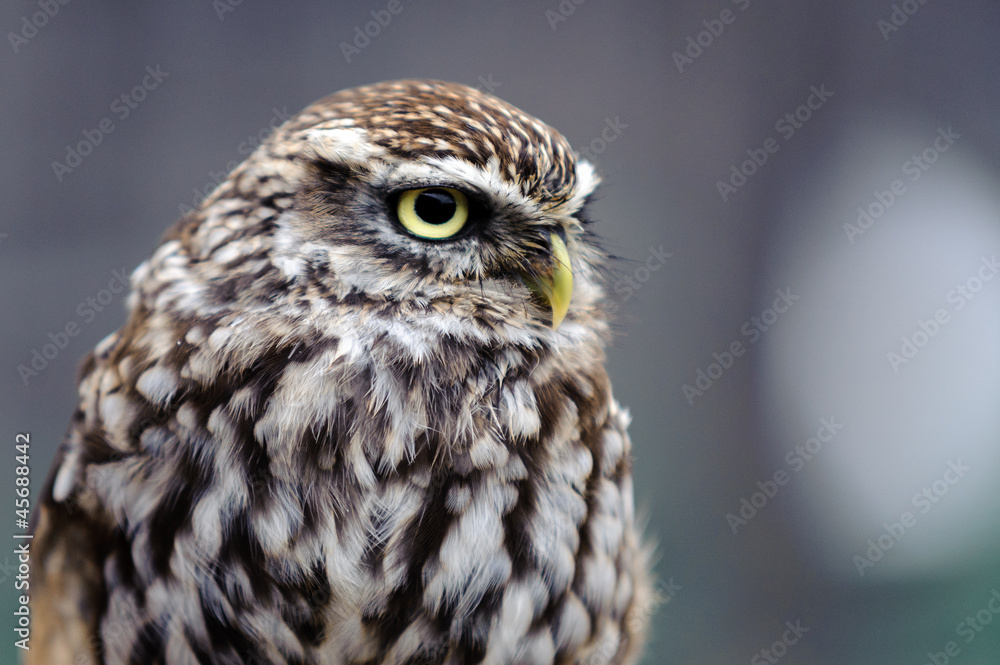 Little Owl