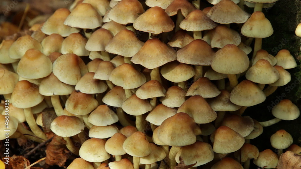 group of mushrooms in the woods group of mushrooms in the woods