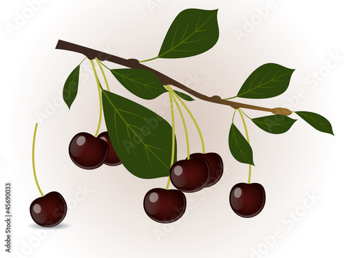 Cherry branch