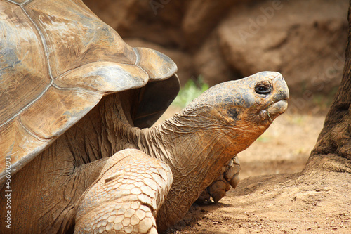 Landschildkröte