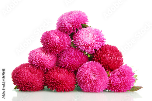 pink aster flowers  isolated on white